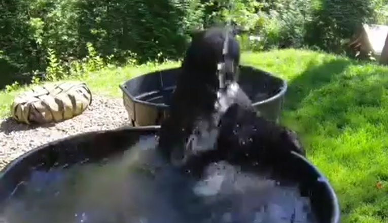 URNEBESAN VIDEO: Pogledajte kako se medvjed bori s visokim temperaturama