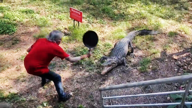 Australac nokautirao krokodila tavom za pečenje palačinki!